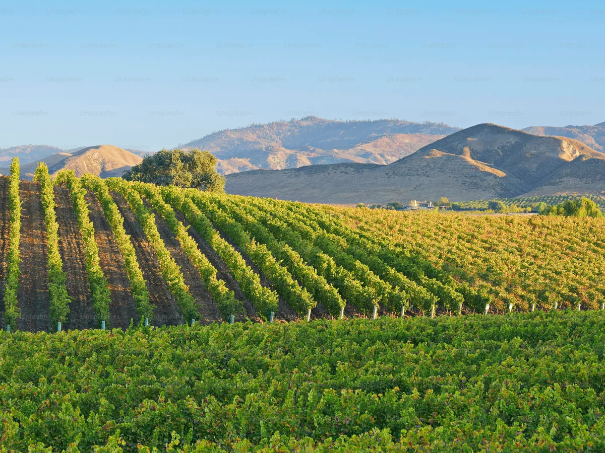 California almond orchard showing fresh produce origin